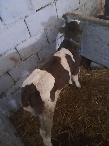 кармавой кызылча: Продаю | Корова (самка) | Для молока — 4