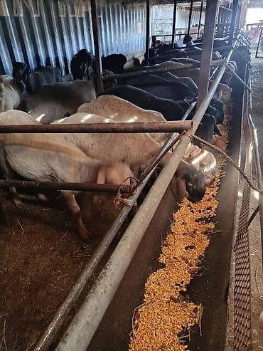 Башка жаныбарлар: Сатам | Ургаачы кой (ургаачы) | Көбөйтүү үчүн — 2