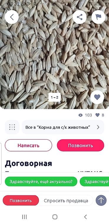 купить поросят: Кормовое зерно овса - Цельное овсяное зерно в шелухе, фракция — 1
