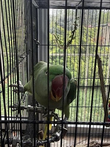 сколько стоят попугаи: Попугай Александрийский (зелёный, крупный) в комплекте с клеткой и — 2