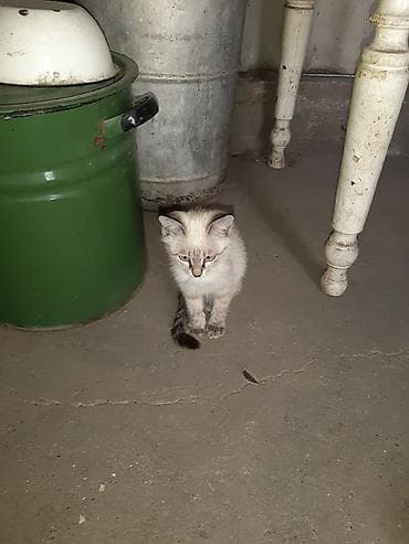 кошка купить бишкек: Котята, помёт домашней кошки. Окрас разный: - чёрный однотонный; - — 4
