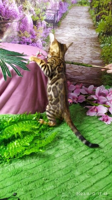 сколько стоит котенок британской золотой шиншиллы: Друзья. Бенгальские котята !! Проф.Питомник Бен Гла Мур предлагает — 6