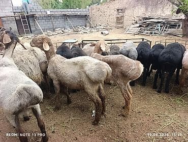 щенок хаски: Продаю | Овца (самка) | Для разведения | Матка — 1