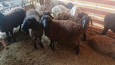 пекинес собака: Продаю | Овца (самка) | Для разведения | Ярка — 3