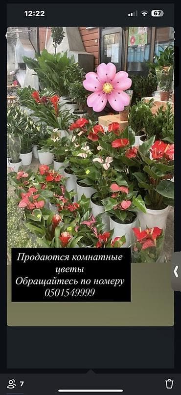 комнатные цветы оптом бишкек: Комнатные растения в горшках - Большой выбор декоративных растений — 1