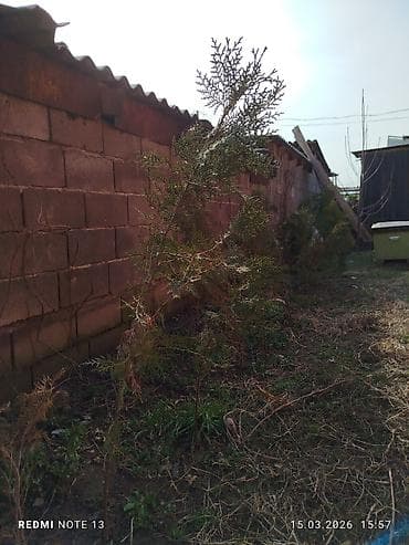 дрова в мешках бишкек: Голубой ел көчөттөрү . 600 шт даяр горошокто . 350 сомдон . баарын — 10