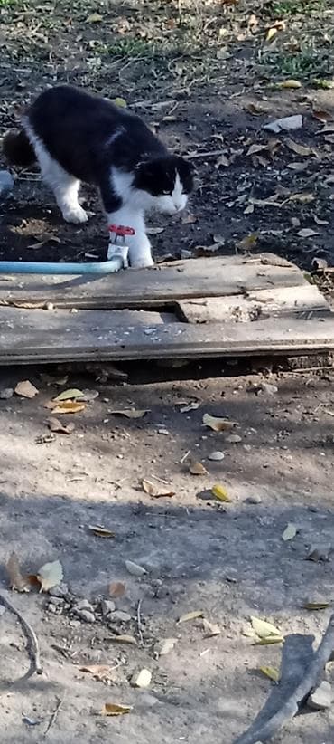 кошка сокулук: 2 жаш, Эркек, Документтери менен — 1