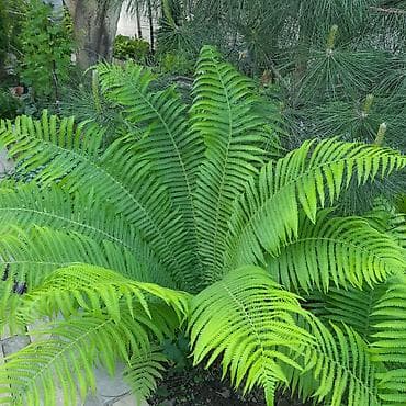 Папоротник садовый (декоративный многолетник) - Крупные, ажурные вайи
