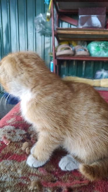 русский спаниель щенок: Скотиш Фолд (Шотландская вислоухая), 9 месяцев, Мальчик, Рыжий — 2