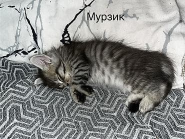 чижил: Котята домашние, окрас классический табби в разных вариантах. На фото — 5