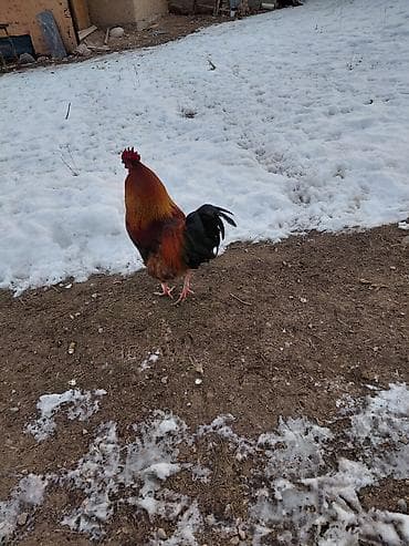 латок для котов: Продаю | Петух | Кучинская | На забой, Для разведения — 3