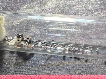 купить муравьиную ферму с муравьями: Муравьиная матка с расплодом. в наличии много колоний (фото старое) в — 2