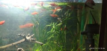 фильтр для аквариума бишкек: Аквариум 50 литров отдам всё что есть на фото — 6