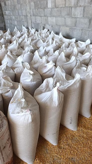 косим кукурузу: Кукуруза фуражная в мешках - Зерно кукурузы, сухое, очищенное, без — 2