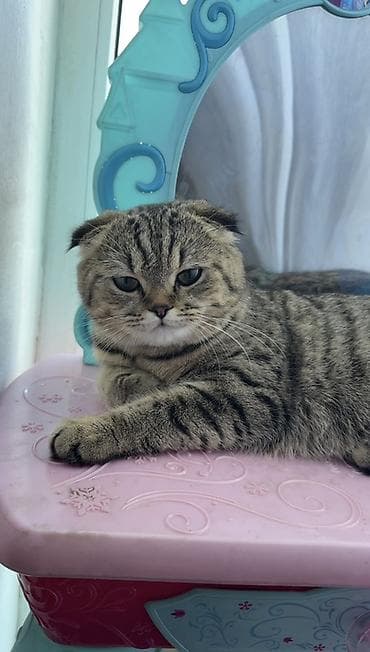 котёнки ош: Скотиш Фолд (Шотландская вислоухая), 6 месяцев, Девочка, Серебристая шиншилла, Приучена к лотку, Проглистована, С прививками — 1