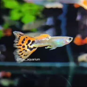 аквариумная рыбка: Более 40 видов рыб, включая гуппи. Аквариумные рыбки — 1