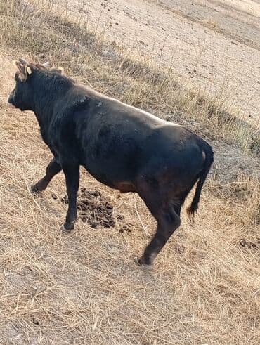 Кемирүүчүлөр: Сатам | Бука (эркек) | Бордоп семиртүү үчүн | Байланган — 3