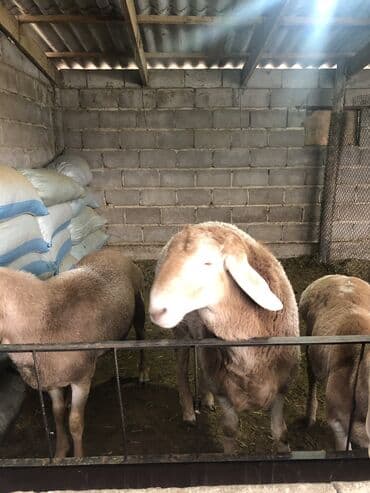 Кемирүүчүлөр: Сатам | Кочкор (эркек) | Көбөйтүү үчүн | Ургаачы — 4