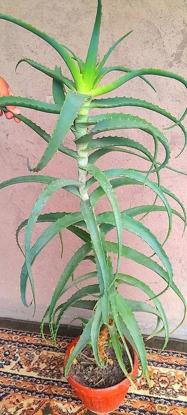 Продаётся алое лечебное, высота 1 метр — 1