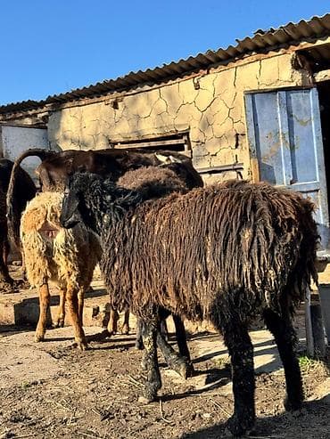 Продаю | Овца (самка) | Для разведения at lalafo.kg Продаю | Овца (самка) | Для разведения