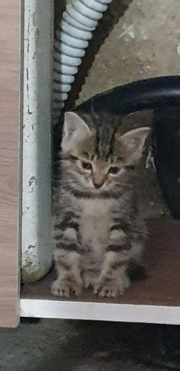 Мышыктар: Котята, помёт из нескольких малышей: - Окрас: тигровый табби, белый с — 1
