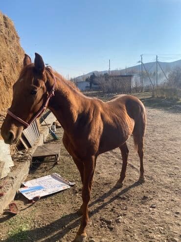 корм для домашних животных: Продаю | Кобыла (самка) | Рабочий — 1