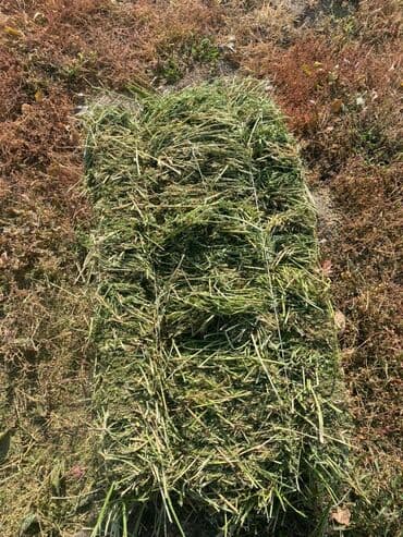 Скупаем сено,солома в любом количестве самовывозом at lalafo.kg Скупаем сено,солома в любом количестве самовывозом