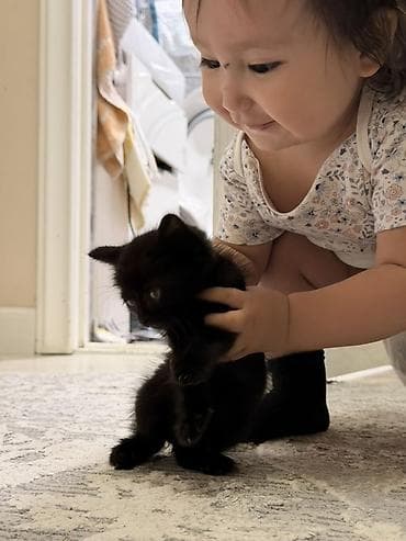 где взять котенка: 2 месяца, Девочка — 3