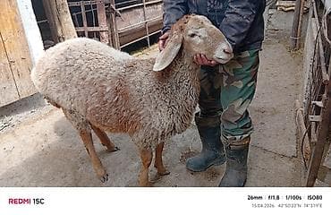 дорпер овцы: Продаю | Баран (самец) | Для разведения | Ягнившаяся — 2