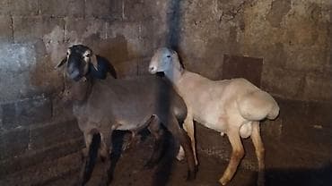 chi su: Продаю | Баран (самец) | Для разведения | Племенные — 3