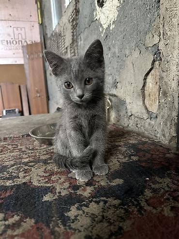 Отдаю даром котят — 10