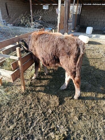 корова оптом: Продаю | Бык (самец), Музоо, торпок | Швицкая | На откорм, На забой, Для разведения — 5