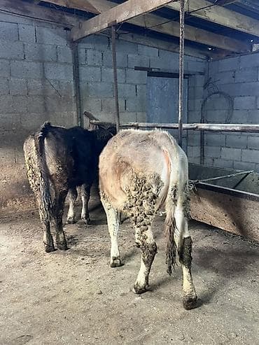 Услуги ветеринара: Продаю | Музоо, торпок | Полукровка | На откорм | Привязанные — 3