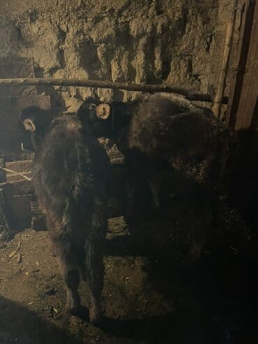 индюк ундук: Сатам | Музоо | Бордоп семиртүү үчүн | Байланган — 1