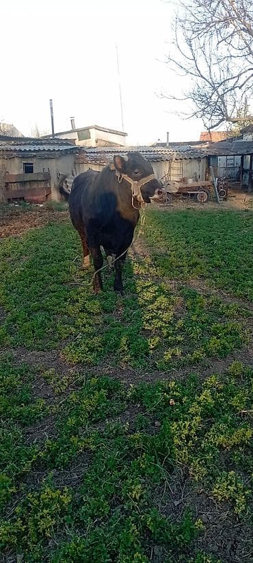 жаныбарлар: Сатам | Бука (эркек) | Симментал | Бордоп семиртүү үчүн | Байланган — 2