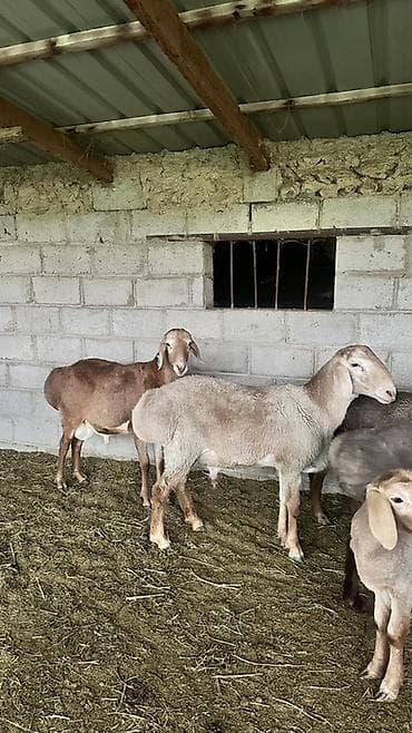 боос кой: Продаю | Овца (самка) | Эдильбаевская | На забой | Матка — 9