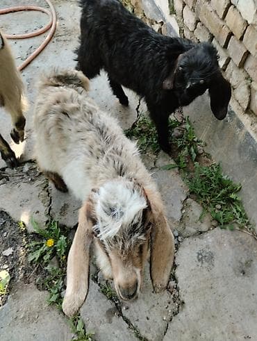 сколько стоит кролик домашний: Продаю | Коза (самка) | Полукровка | Для разведения — 1