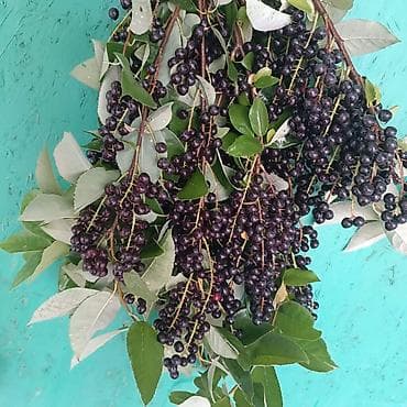 Дом и сад: Черемуха саженцы однолетка . Цена окончательная . Нижняя Алаарча. - — 3