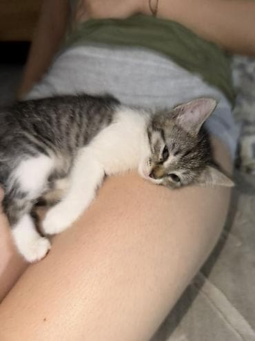 продается кошка: Кошка даром: Беспородная, 3 месяца, Девочка, Приучена к лотку — 3