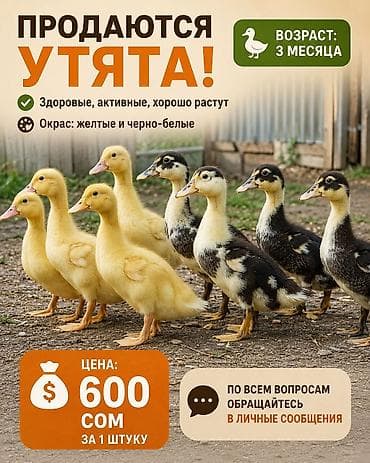 куры простые: Утята, возраст 3 месяца. - Здоровые, активные, хорошо растут - — 1