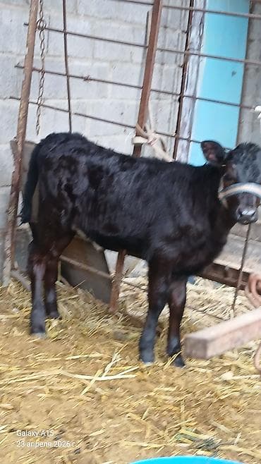 Продаю | Тёлка | На откорм | Искусственник — 3