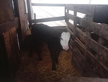 кролик французский баран: Продаю | Тёлка | На откорм — 3