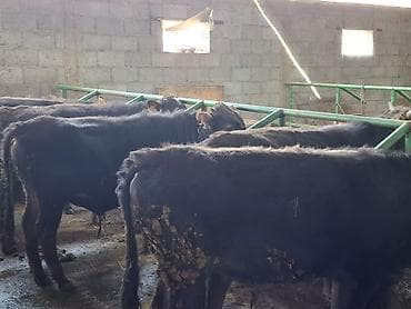 Зоотовары: Продаю | Бык (самец) | Алатауская | На откорм, Для разведения | Племенные — 5