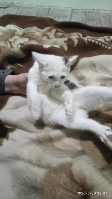 Кошки: Кошка даром: Беспородная, 2 месяца, Девочка, С прививками — 3