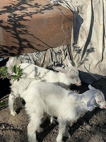 гиссар кой: Продаю | Козлёнок | Для молока — 1