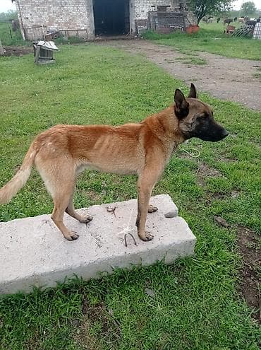 Бельгийский Жана немецкий овчарка Экоотен мал айдайт. Бельгийский