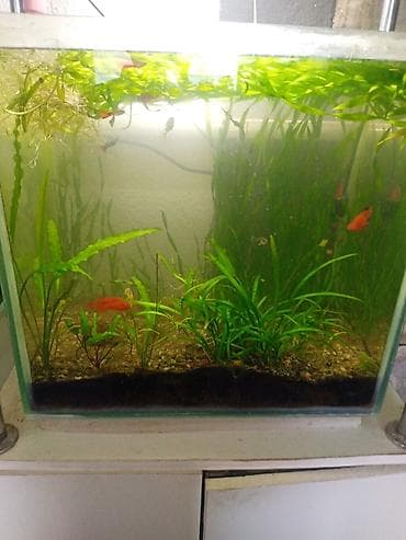 ало тоо: Продаю срочно и дёшево аквариум с рыбками, штук 20 рыбок гуппи — 2