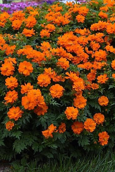 саженцы цветов: Саженцы — 4