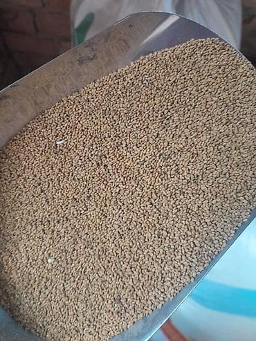 саман кип: Семена люцерна семена люцерна семена люцерна семена люцерна семена — 1