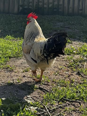 манчкин цена: Продаю | Петух | Для разведения — 2